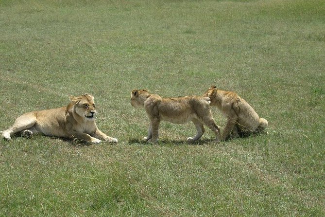 3 Days Maasai Mara Luxury Camping - Day 1 from Nairobi to Maasai Mara: first sightings start with the evening drive