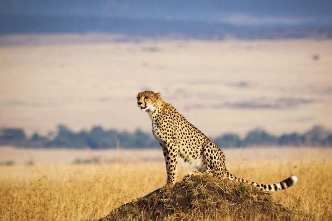 3 days Maasai Mara Luxury Safari - Keekorok Lodge, Two Nights Where Wildlife Can Find You