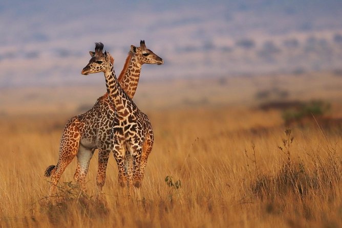 3 days Maasai Mara Luxury Safari - Nairobi to Narok Town and Into the Rift Valley, The 5.5-Hour Setup