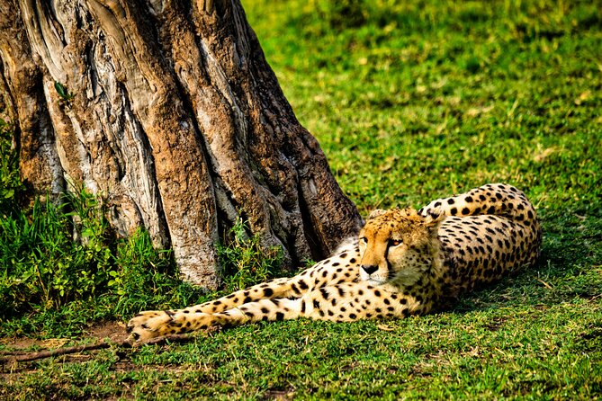 3 days maasai mara migration safari - Entering Masai Mara: Nairobi pickup and the Rift Valley route