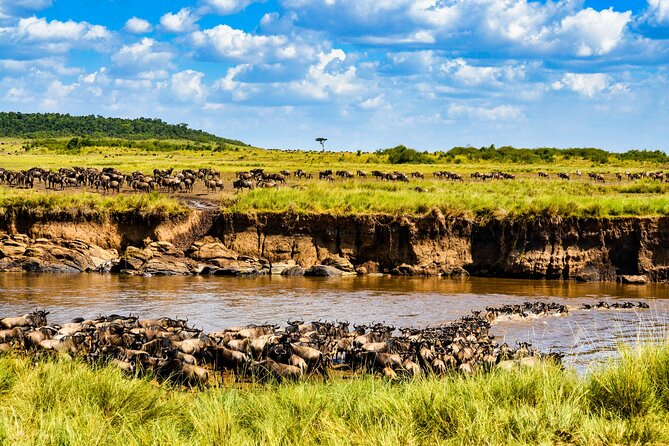 3 days maasai mara migration safari - Price and value: is $642.86 a fair deal for 3 days?