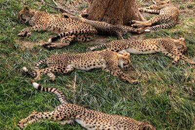 3 days maasai mara migration safari