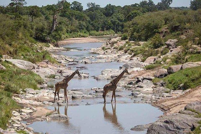 3 days Maasai Mara private Lodge safari at Keekorok from Nairobi - Nairobi to Keekorok, done the comfortable way