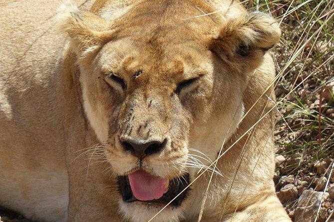 3 days Maasai Mara private Lodge safari at Keekorok from Nairobi - Day 2: full-day Big Five searching, plus migration country