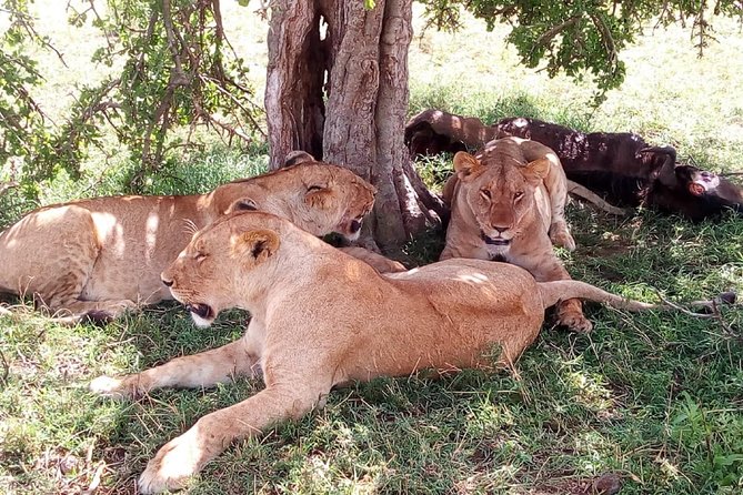 3 days Maasai Mara safari from Nairobi - Key things I’d bookmark before you go