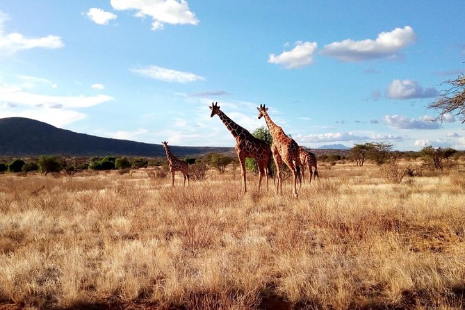 3 days Maasai Mara safari from Nairobi - Who this 3-day Maasai Mara safari suits best