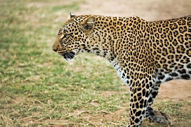 3 Days Maasai Mara Small Group Safari in a 4 x4 Land Cruiser Jeep - Tented camp comfort: hot showers, electricity, and realistic expectations