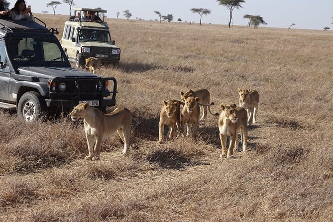 3 Days Maasai Mara Small Group Safari in a 4 x4 Land Cruiser Jeep - Vehicle size and off-road access: why seven per jeep matters