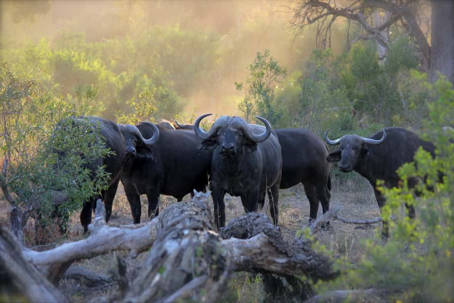 3 Days Maasai Mara Small Group Safari- Jambo Mara Lodge - Key Things You’ll Really Want to Know