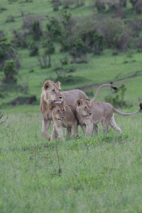 3 Days Maasai Mara Small Group Safari- Jambo Mara Lodge - Day 2 Full Day Game Drive: Picnic Lunch on the Savannah and Big Five Odds