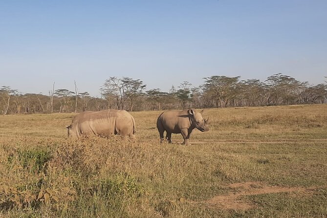 3-Days Maasai Mara unforgettable Adventure- Jeep Private Safari - Who This Private Maasai Mara Safari Fits Best
