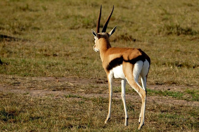 3 days Maasai Mara wildebeest migration safari - Maasai Mara’s migration energy, packed into 3 days