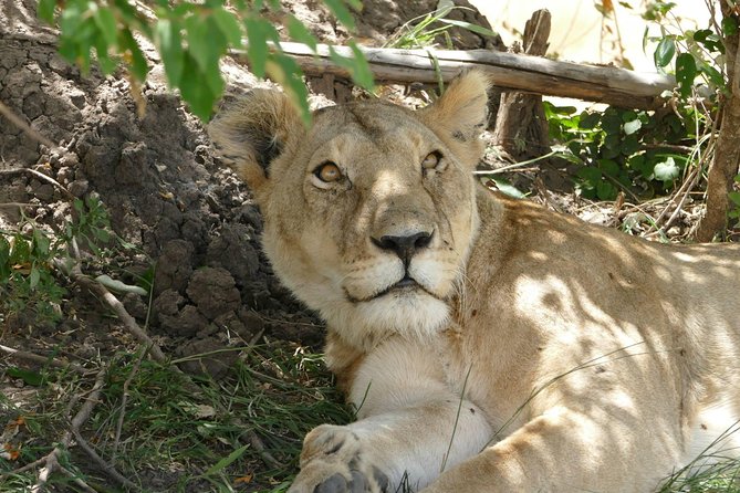 3 days Maasai Mara wildebeest migration safari - Day 1: Narok arrival, Maasai country introduction, and your first evening drive