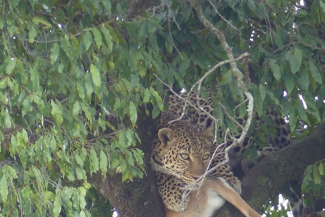 3 Days Magical Maasai Mara Private Tour - Day 2 in the Mara: flexible drives, migration rhythm, and optional balloon