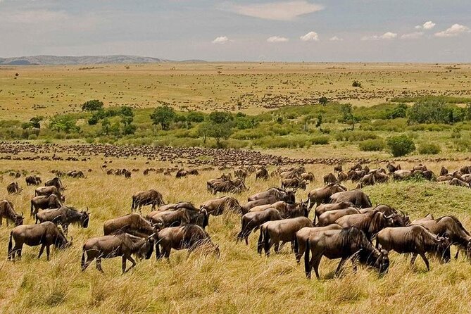 3 Days Mara Jambo Shared Safari Adventure - From Nairobi to the Great Rift Valley: where the trip starts