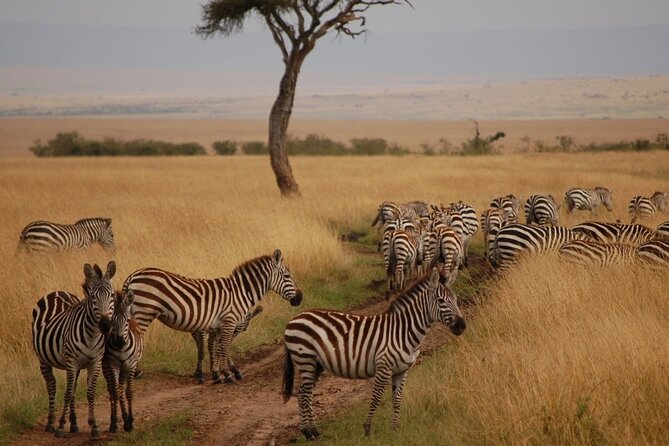 3 Days Mara Jambo Shared Safari Adventure - Day 2: the Mara River migration zone and long game-drive time