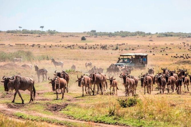 3 Days Mara Jambo Shared Safari Adventure - Who this shared safari suits best
