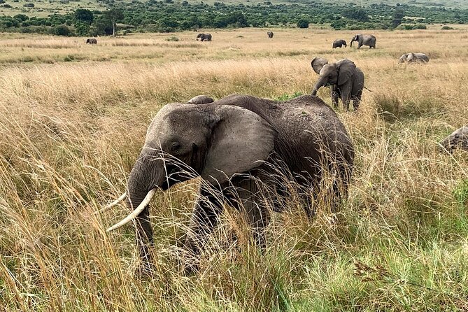 3 Days Mara Jambo Shared Safari Adventure - Should you book this 3-day Mara Jambo shared safari?