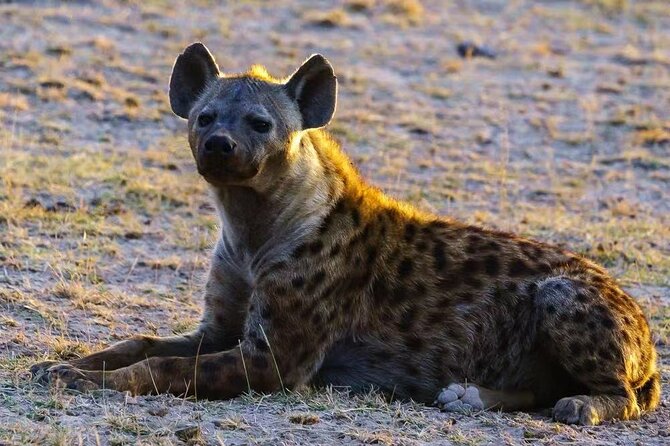 3-Days Masai Mara 4 x 4 Safari from Nairobi - Day 2: the full-day Mara game drive and Mara River picnic