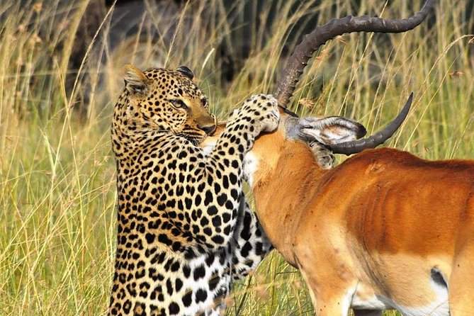 3-Days Masai Mara 4 x 4 Safari from Nairobi - Optional Maasai village visit: a chance to meet the culture, your call on timing