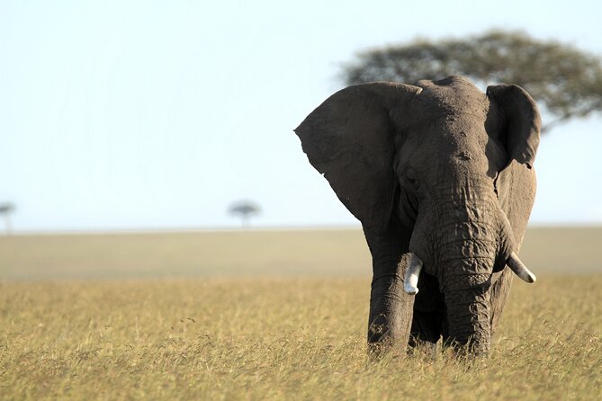 3-Days Masai Mara 4 x 4 Safari from Nairobi - What you really get for $1,358.11 per person