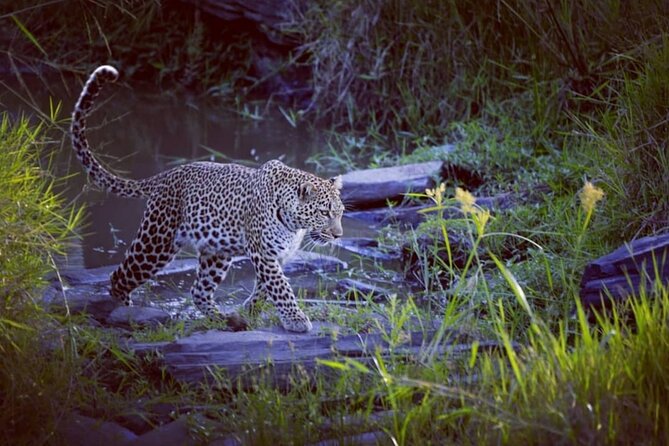 3-Days Masai Mara 4 x 4 Safari from Nairobi - Guides and vehicles: open-roof viewing and the people part