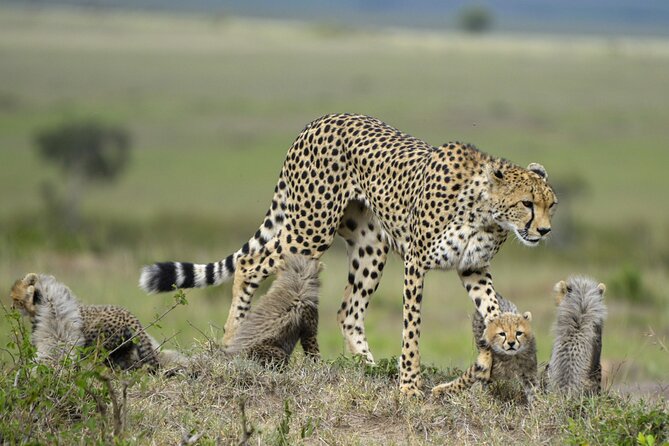 3-Days Masai Mara 4 x 4 Safari from Nairobi - Great Rift Valley stop-over: the quick photo break with big views