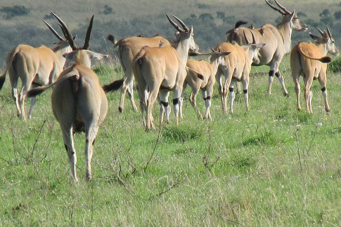 3 days Masai Mara - Day 2 Full-Day Game Drive for Big Five Searching