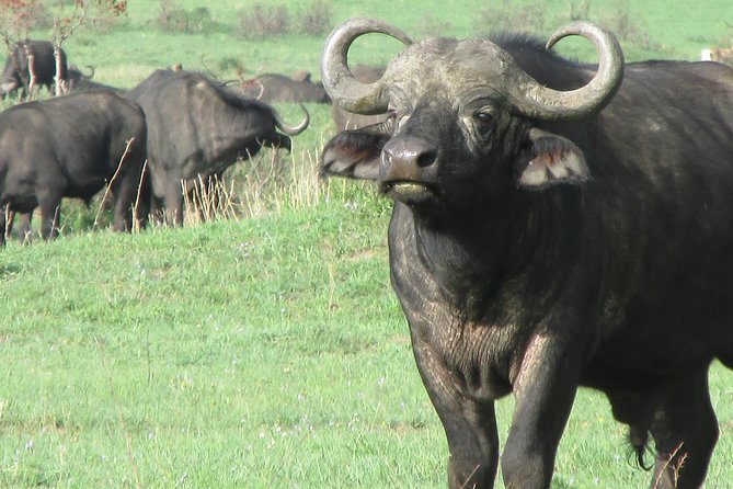 3 days Masai Mara - Pickup, Private Setup, and Mobile Ticket, With One Logistics Note