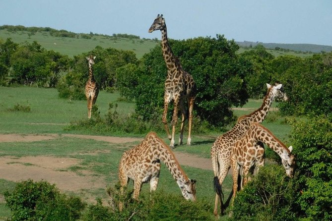 3 Days Masai Mara Budget Cruiser Shared Safari & Maasai Village - Key highlights worth your time