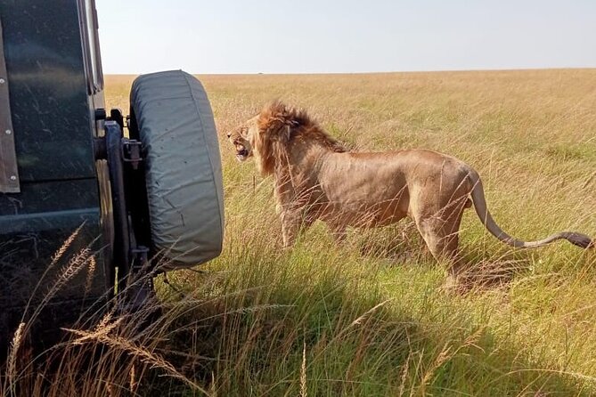 3 Days Masai Mara Budget Cruiser Shared Safari & Maasai Village - Nairobi to Maasai Mara, and why the timing works