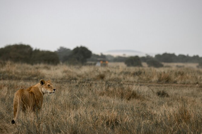 3 Days Masai Mara Budget Cruiser Shared Safari & Maasai Village - Day 2: Full-day game drives, picnic lunch, and chasing the Big Five