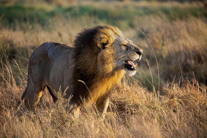 3 Days Masai Mara Budget Cruiser Shared Safari & Maasai Village - Day 3: Morning in camp, then return to Nairobi