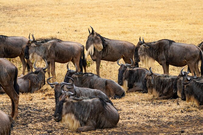 3 Days Masai Mara Budget Cruiser Shared Safari & Maasai Village - Rhino Tourist Camp and what a camp base means for your day