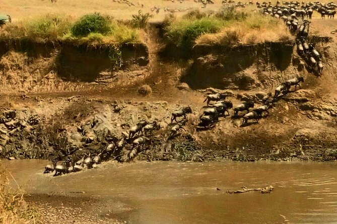 3 Days Masai Mara Budget safari Meals and accommodation included - Where you sleep matters: Rhino Mara Camp basics and the “check the tent” reality
