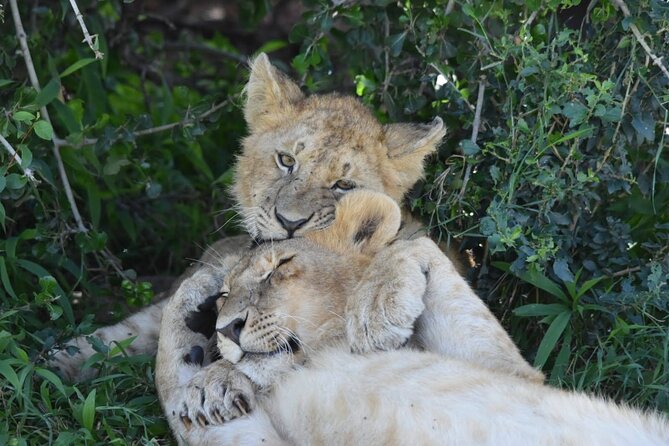 3 Days Masai Mara Camping Safari - Nairobi to the Great Rift Valley: Day 1’s First Big Game-Drive Push
