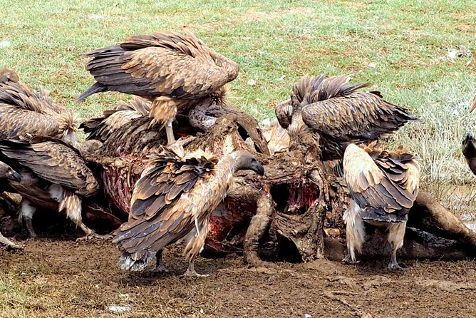 3 Days Masai Mara Camping Safari - Price and Logistics: Does $700 Make Sense for the Mara?