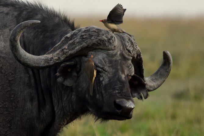 3 Days Masai Mara Camping Safari - Wildlife Strategy: What This Route Optimizes