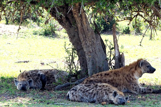 3 Days Masai Mara Camping Safari - Who This Safari Fits Best (and Who Might Prefer Another Style)