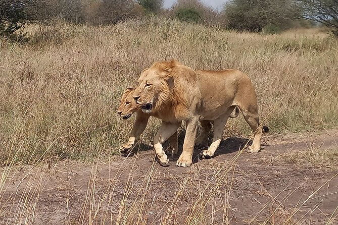 3 Days Masai Mara Experience - Key Highlights You Should Know Before You Go