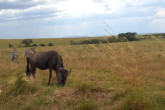 3 Days Masai Mara Experience - Nairobi to the Maasai Mara: The Real Value of a 3-Day Rhythm