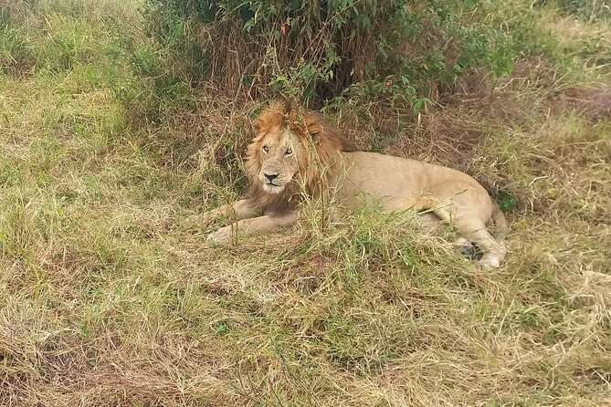 3 Days Masai Mara Experience - Day 2: Full-Day Maasai Mara Game Drive and the Mara River Moment