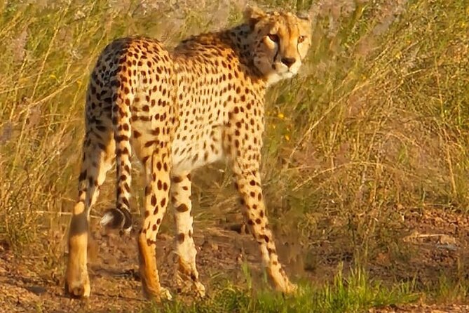 3 Days Masai Mara Experience - Price and Park Fees: What You Pay, What You Still Need to Budget