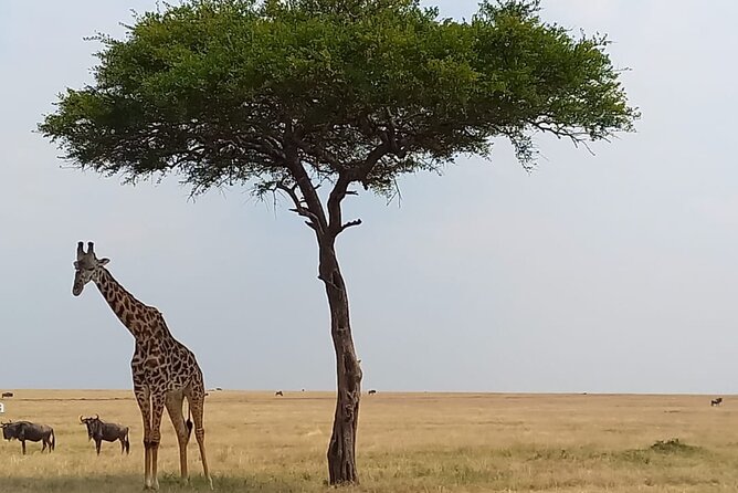 3 Days Masai Mara Experience - Day 1: arriving at the Maasai Mara with a full wildlife focus