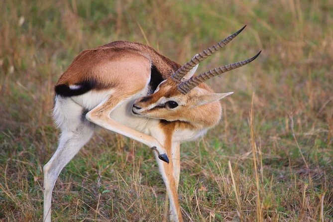 3 Days Masai Mara Flight Safari - How the Flying Safari Time Cut Works (and Why It Matters)