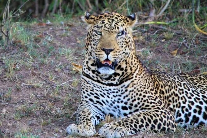 3 Days Masai Mara Flight Safari - Price and Value: What $1,680 per Person Covers