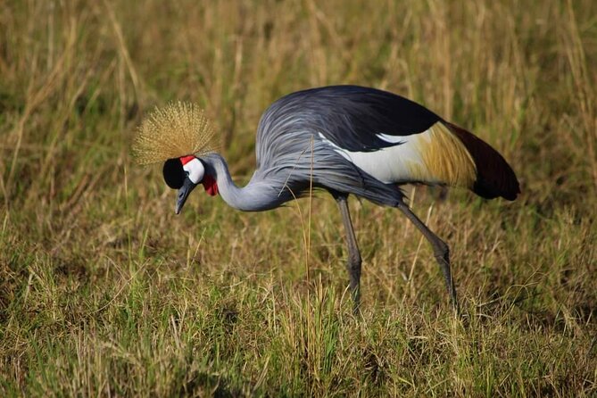 3 Days Masai Mara Flight Safari - Comfort, Food, and the Reality of Camp Life