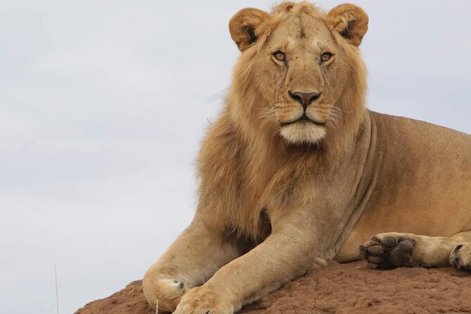 3 Days Masai Mara Flight Safari - Day 2: Full-Day Masai Mara Drives, Morning and Afternoon Options