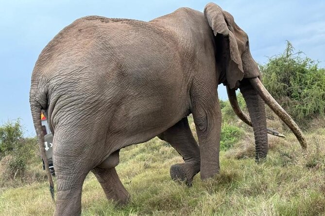 3 Days Masai Mara Group Budget safari in 4x4 Jeep Daily Tour - Key highlights to know before you go