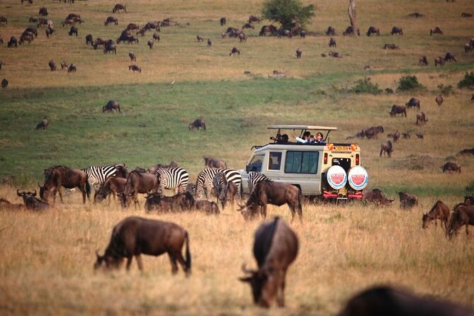 3 Days Masai Mara Group Budget safari in 4x4 Jeep Daily Tour - Day 3: early safari energy, optional Masai village, and back to Nairobi